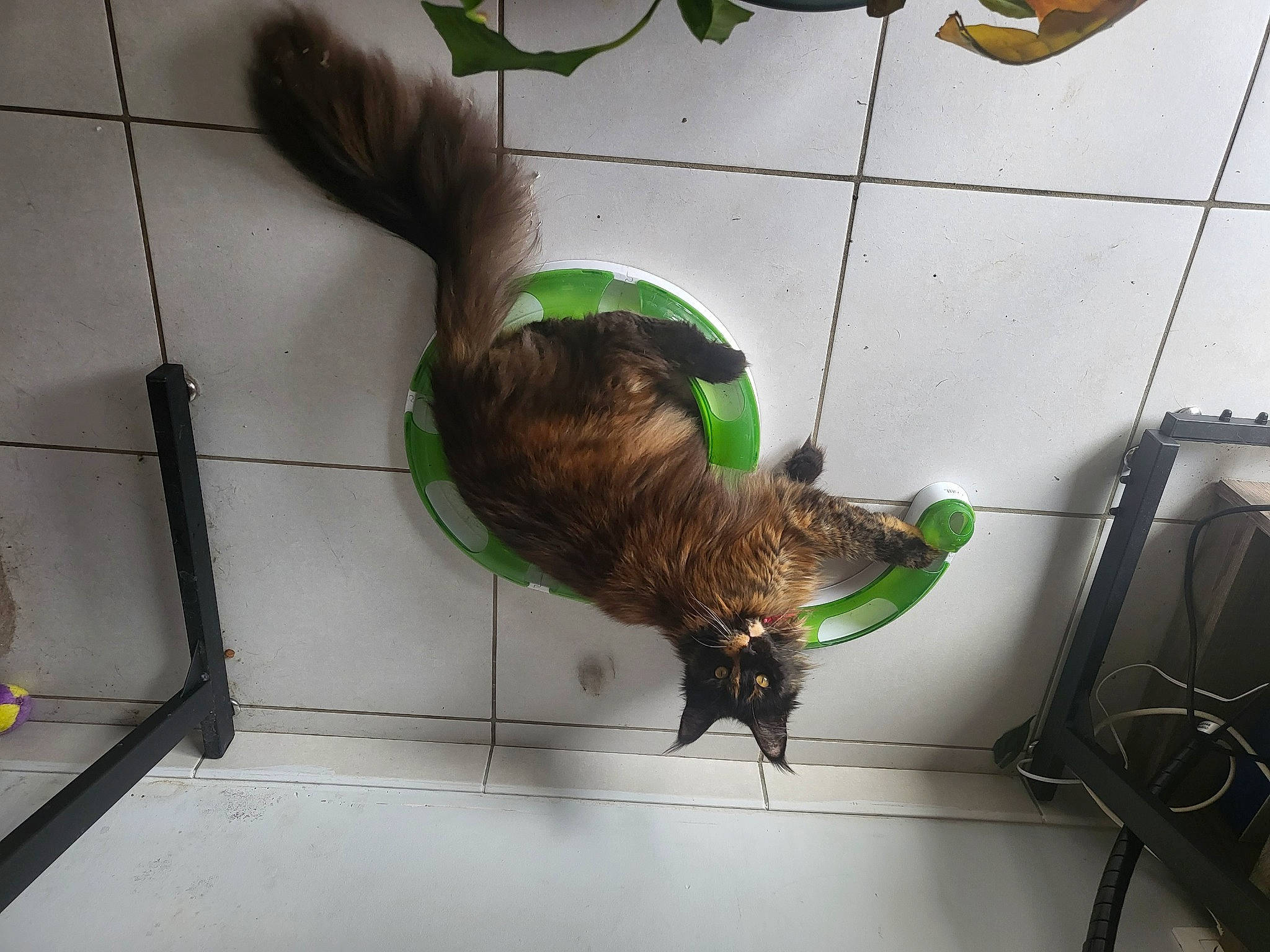 Saya a rejoint le concours — aidez-le/la à gagner de superbes lots ! beak, bird, carnivore, feather, felidae, flooring, fur, galliformes, natural_material, pet_supply, phasianidae, reptile, small_to_medium_sized_cats, sporting_group, tail, terrestrial_animal