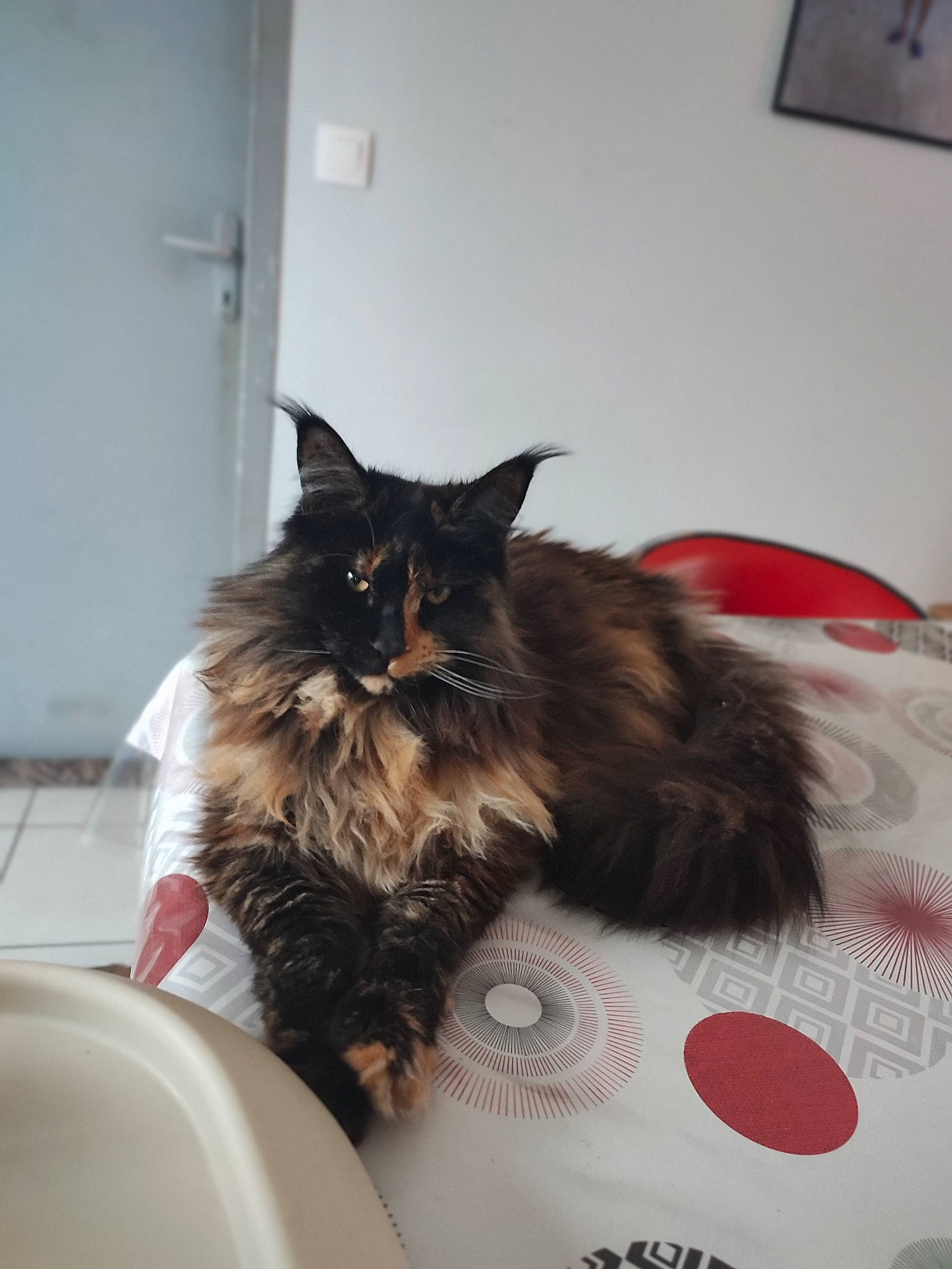 Saya participe au concours pour gagner de l'argent avec cette photo : black_cat, box, british_longhair, carnivore, cat, cat_supply, claw, comfort, domestic_short_haired_cat, door, felidae, flowerpot, fur, maine_coon, room, small_to_medium_sized_cats, snout, tail, whiskers