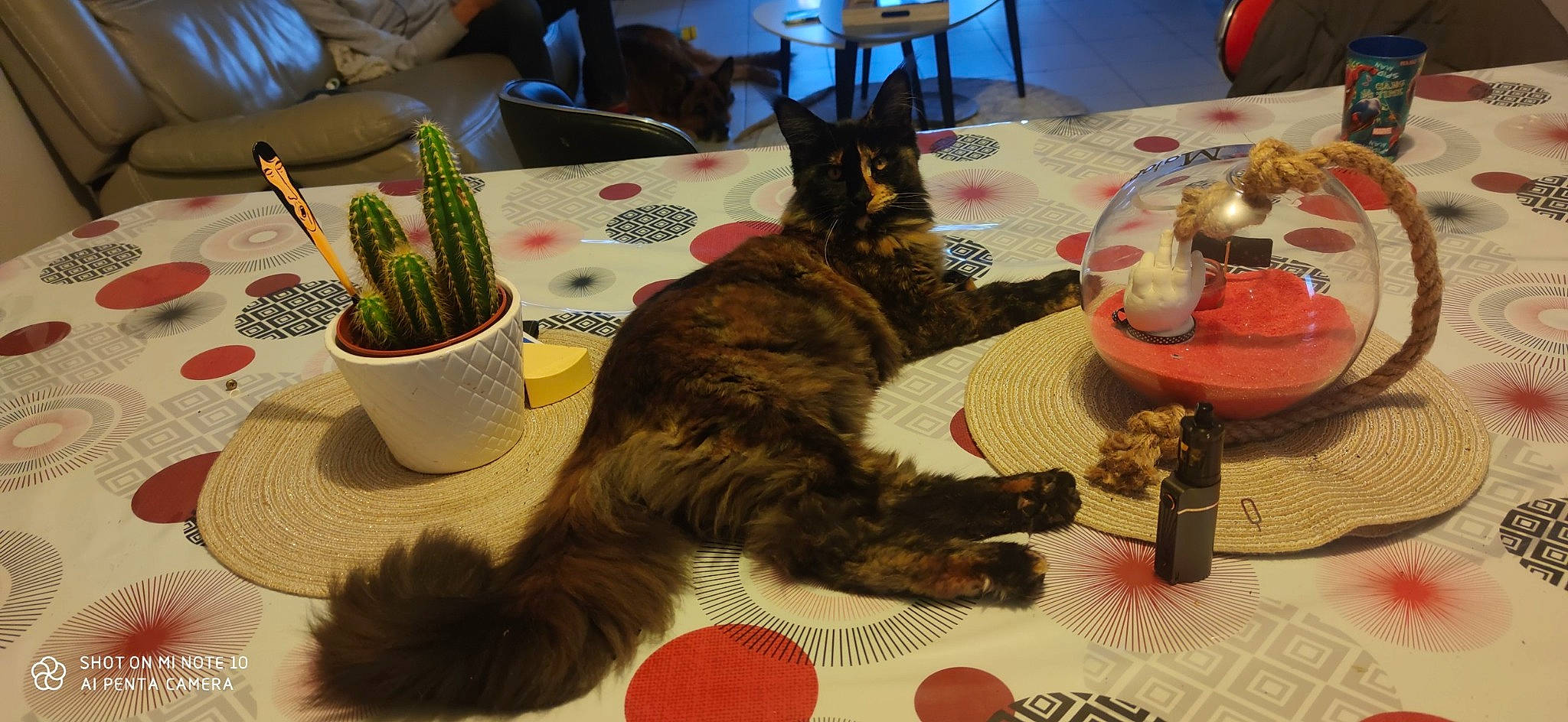 Saya a rejoint le concours — aidez-le/la à gagner de superbes lots ! carnivore, cat, chair, comfort, dog_breed, domestic_short_haired_cat, felidae, flowerpot, fur, houseplant, lap, mammal, paw, plant, plate, small_to_medium_sized_cats, table, tableware, tail, whiskers