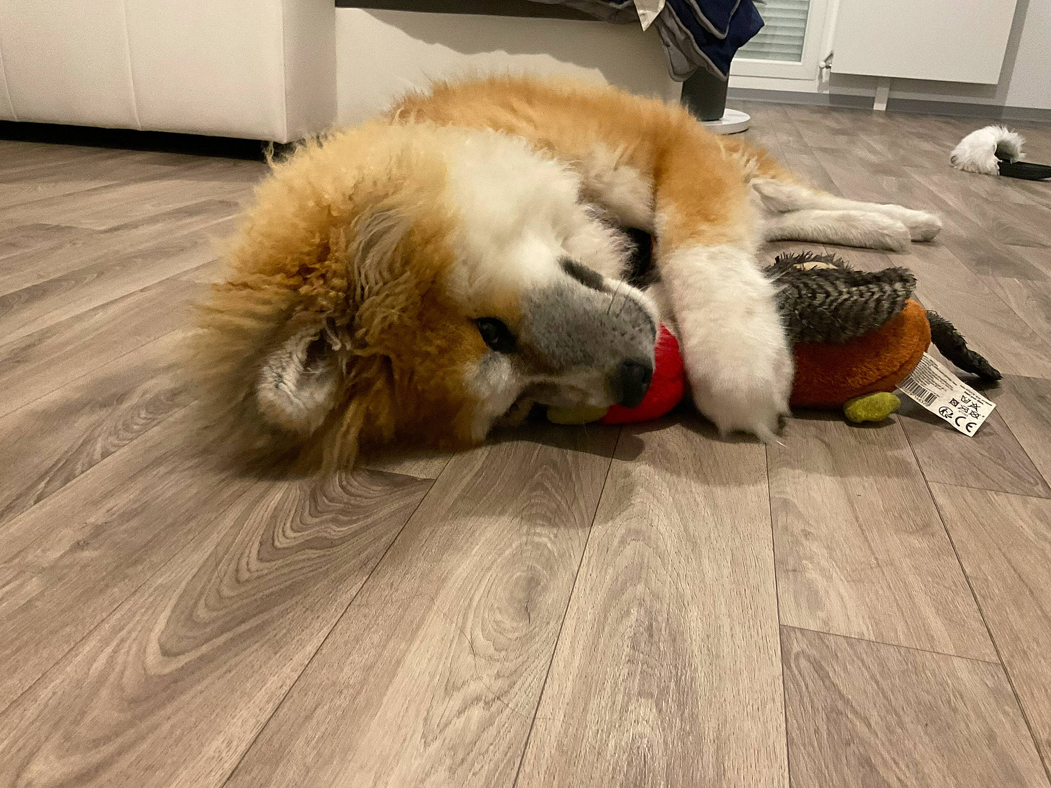 Thaïko participe au concours pour gagner de l'argent avec cette photo : big_cats, cabinetry, carnivore, companion_dog, dog, dog_breed, fawn, felidae, floor, flooring, german_spitz, german_spitz_klein, hardwood, paw, small_to_medium_sized_cats, snout, spitz, tail, whiskers, wood