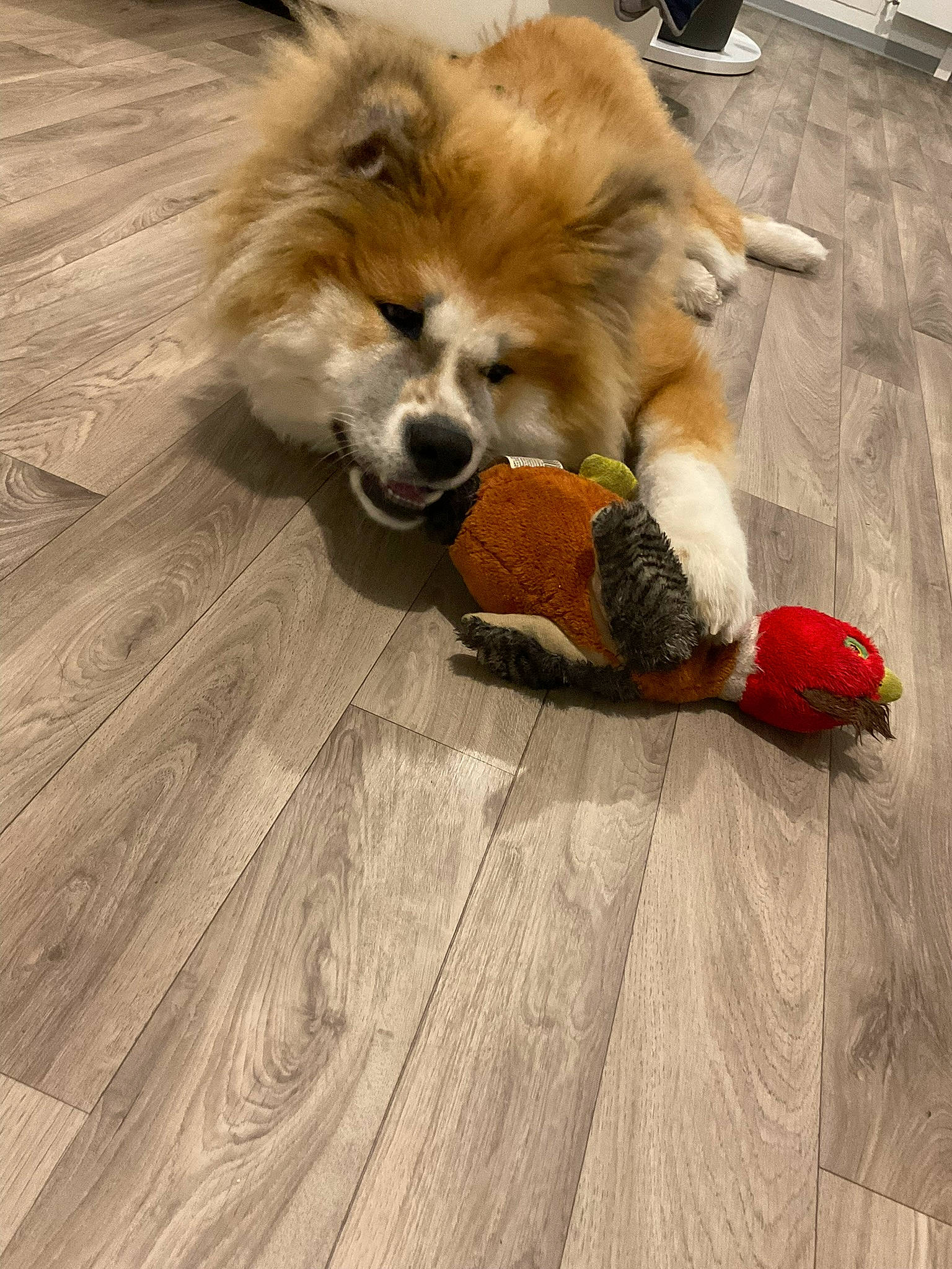 Thaïko participe au concours pour gagner de l'argent avec cette photo : canidae, carnivore, companion_dog, dog, dog_breed, fawn, floor, flooring, fur, hardwood, plank, snout, spitz, sporting_group, tail, toy_dog, varnish, whiskers, wood, wood_stain