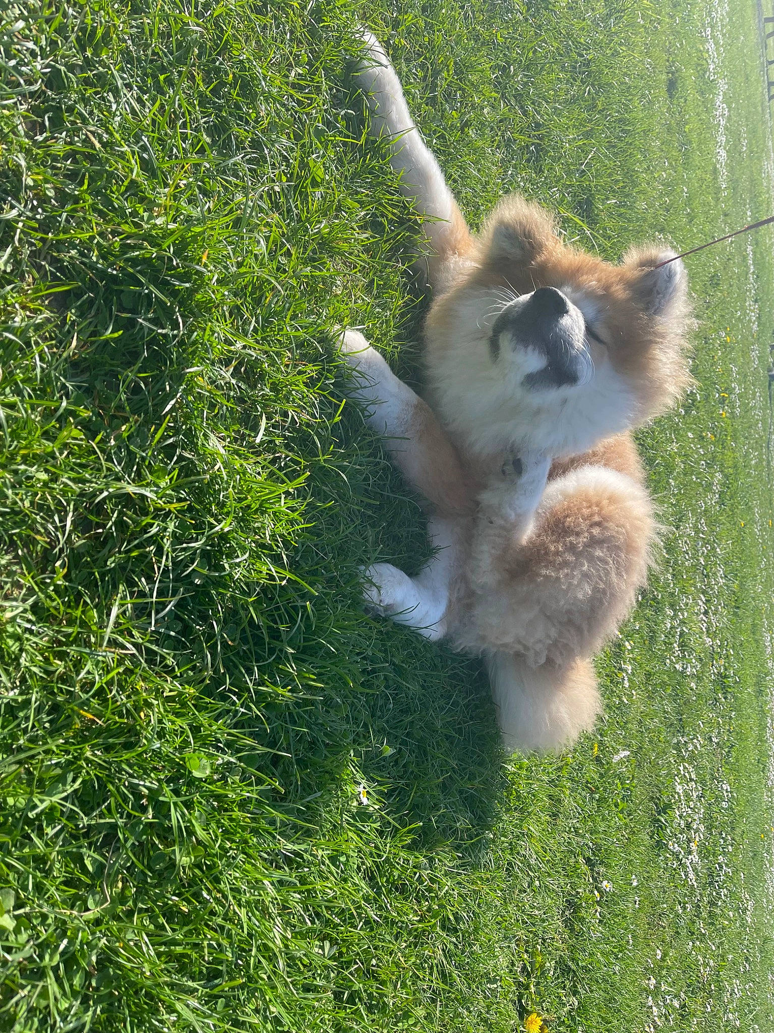 Thaïko a rejoint le concours — aidez-le/la à gagner de superbes lots ! canidae, carnivore, companion_dog, dog, dog_breed, fawn, fur, german_spitz_klein, grass, groundcover, herding_dog, non_sporting_group, paw, plant, sporting_group, tail, terrestrial_animal, wildlife, working_dog