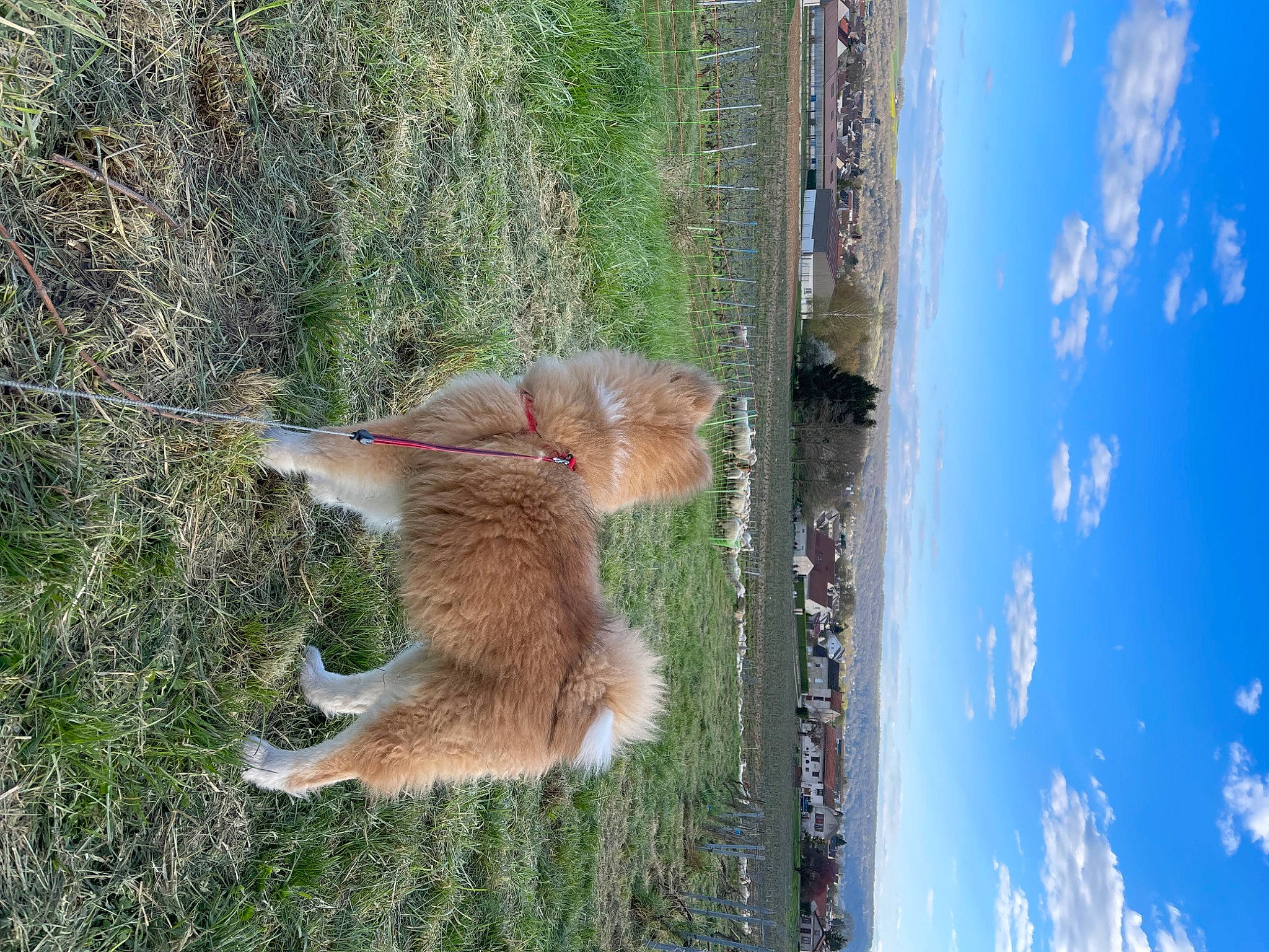 Thaïko participe au concours pour gagner de l'argent avec cette photo : canidae, carnivore, cloud, dog_breed, fawn, fur, grass, plant, sky, sporting_group, squirrel, tail, terrestrial_animal, tree, trunk, water, whiskers, wildlife, window, wood