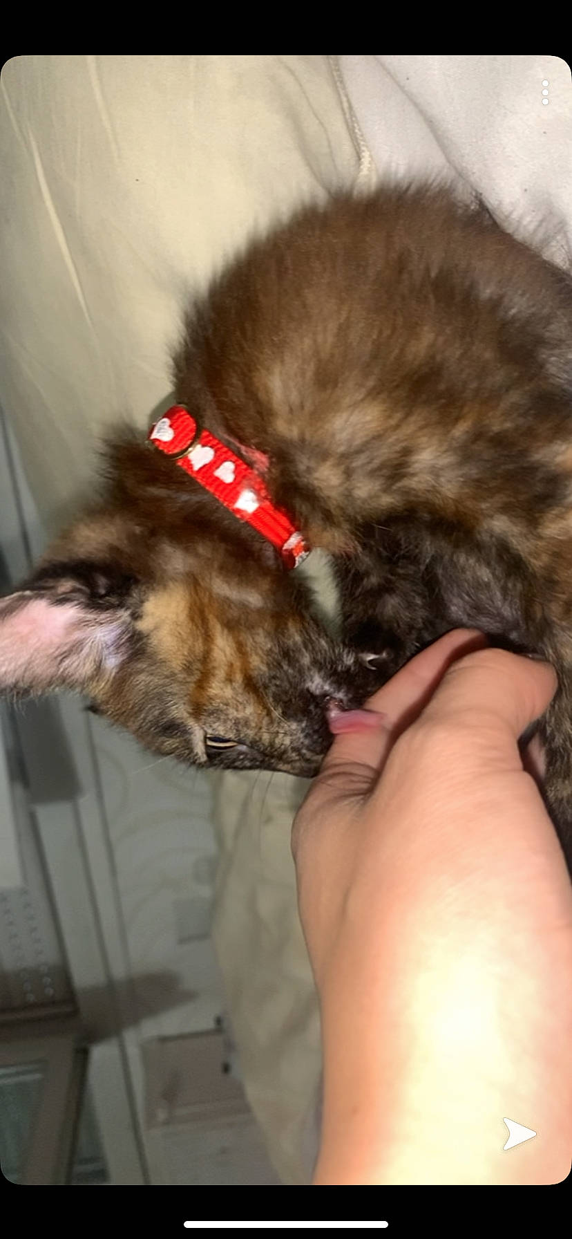 Cerise participe au concours pour gagner de l'argent avec cette photo : bolonka, canidae, carnivore, companion_dog, dog, dog_breed, ear, fur, lhasa_apso, liver, puppy, shih_tzu