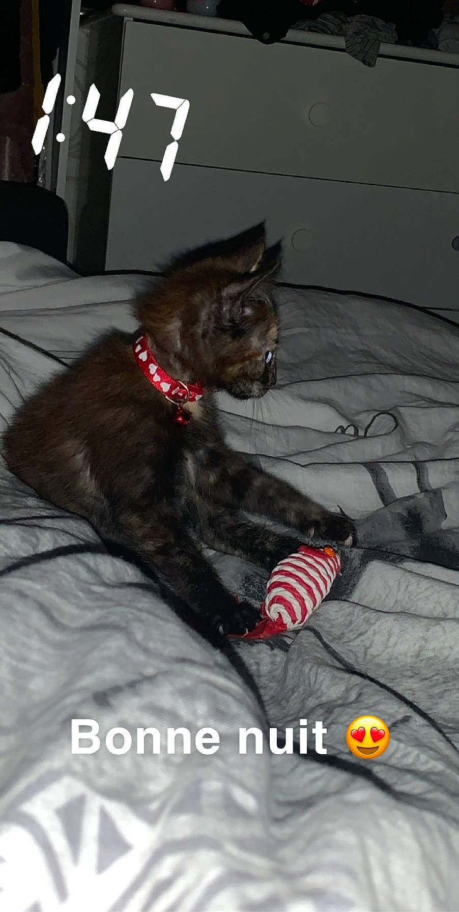 Cerise a rejoint le concours — aidez-le/la à gagner de superbes lots ! canidae, carnivore, cat, dog_breed, felidae, kitten, photo_caption, small_to_medium_sized_cats, tail, whiskers