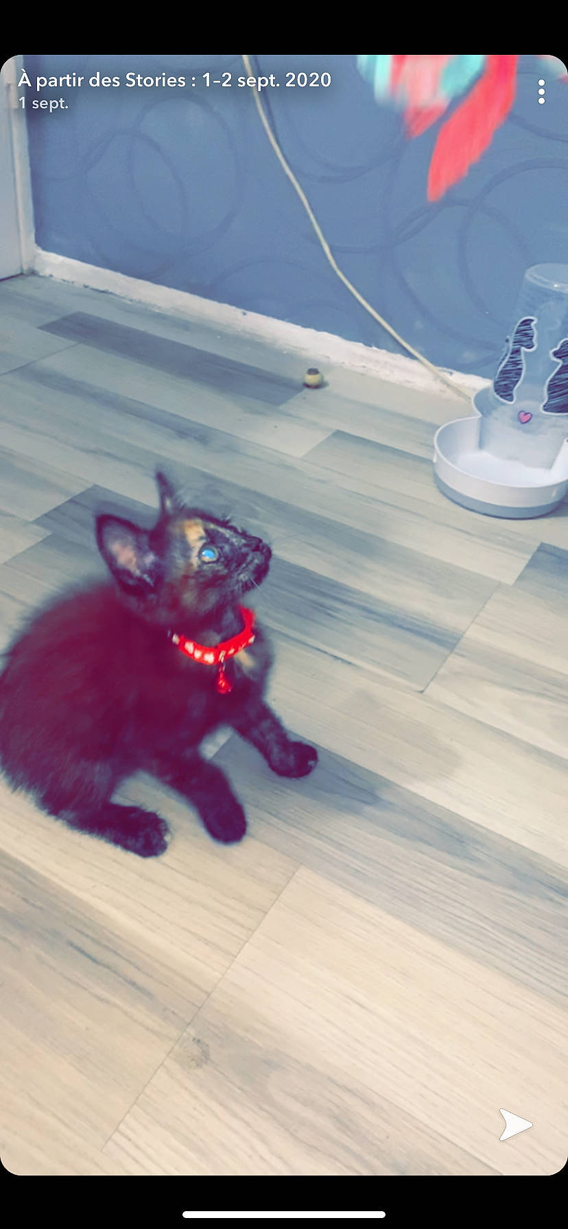 Cerise participe au concours pour gagner de l'argent avec cette photo : black_cat, canidae, carnivore, cat, fawn, felidae, fur, kitten, small_to_medium_sized_cats, tail, whiskers