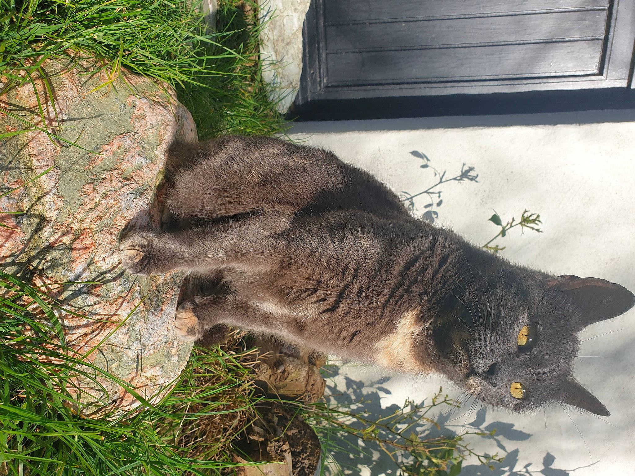 Kaya a rejoint le concours — aidez-le/la à gagner de superbes lots ! carnivore, cat, domestic_short_haired_cat, fawn, felidae, fur, grass, groundcover, herb, paw, plant, small_to_medium_sized_cats, tail, terrestrial_animal, whiskers