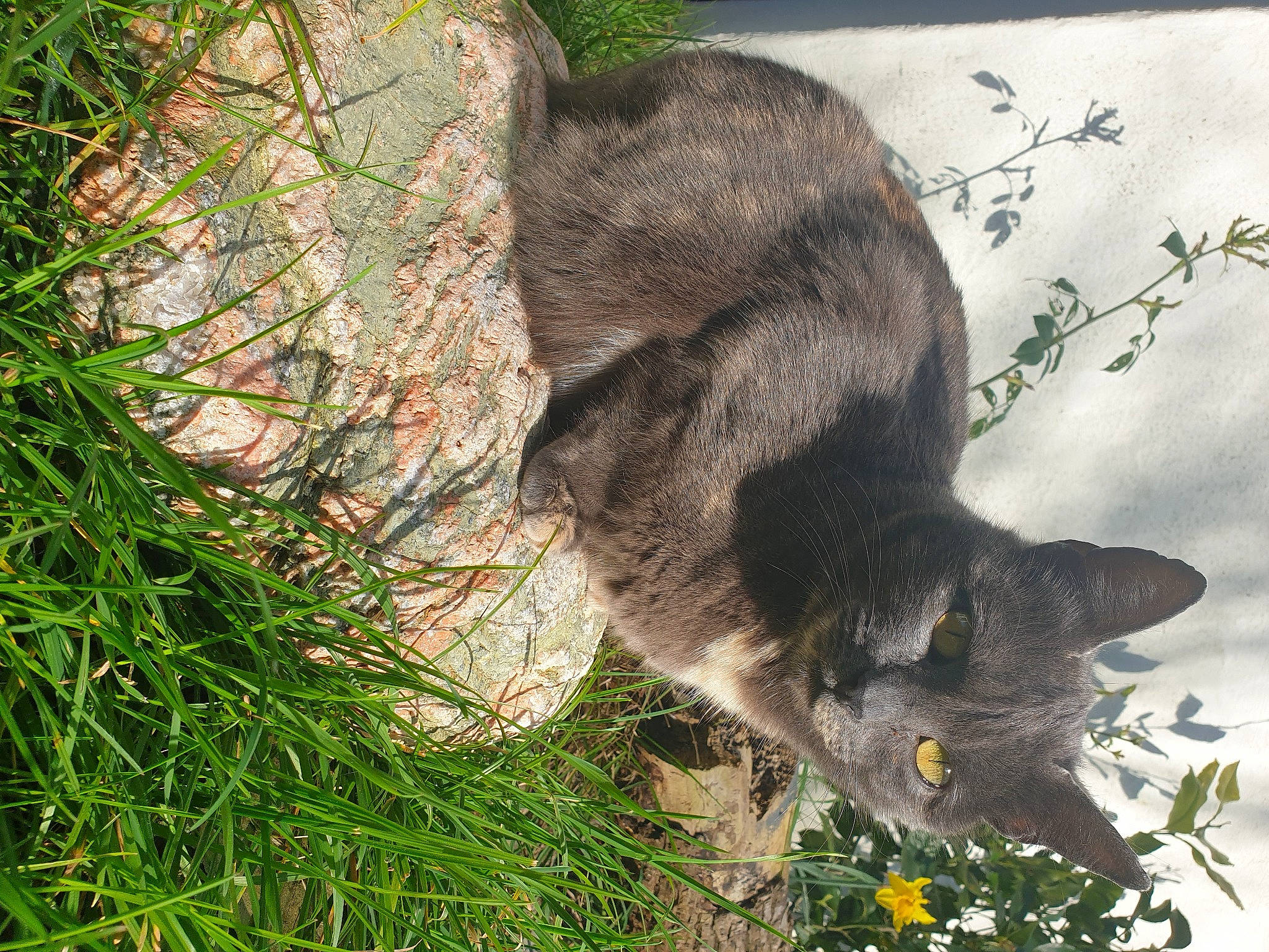 Kaya a rejoint le concours — aidez-le/la à gagner de superbes lots ! carnivore, cat, claw, domestic_short_haired_cat, felidae, flower, fur, grass, groundcover, handwriting, herb, paw, plant, small_to_medium_sized_cats, snout, tail, terrestrial_animal, whiskers, wildlife