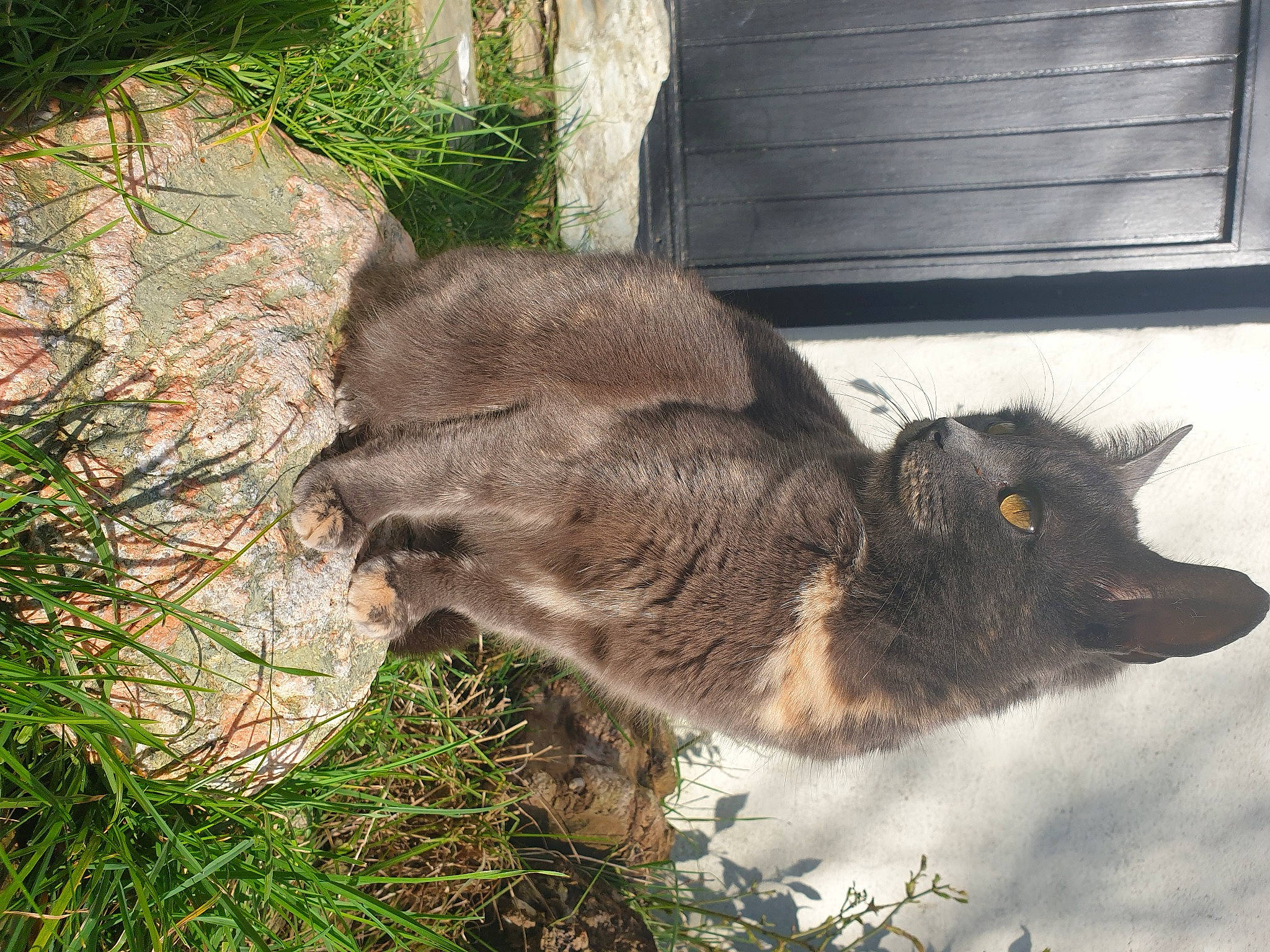 Kaya a rejoint le concours — aidez-le/la à gagner de superbes lots ! canidae, canis, carnivore, dog_breed, domestic_short_haired_cat, fawn, felidae, fur, grass, plant, small_to_medium_sized_cats, snout, sporting_group, tail, terrestrial_animal, whiskers, wildlife, window, wolf, working_animal