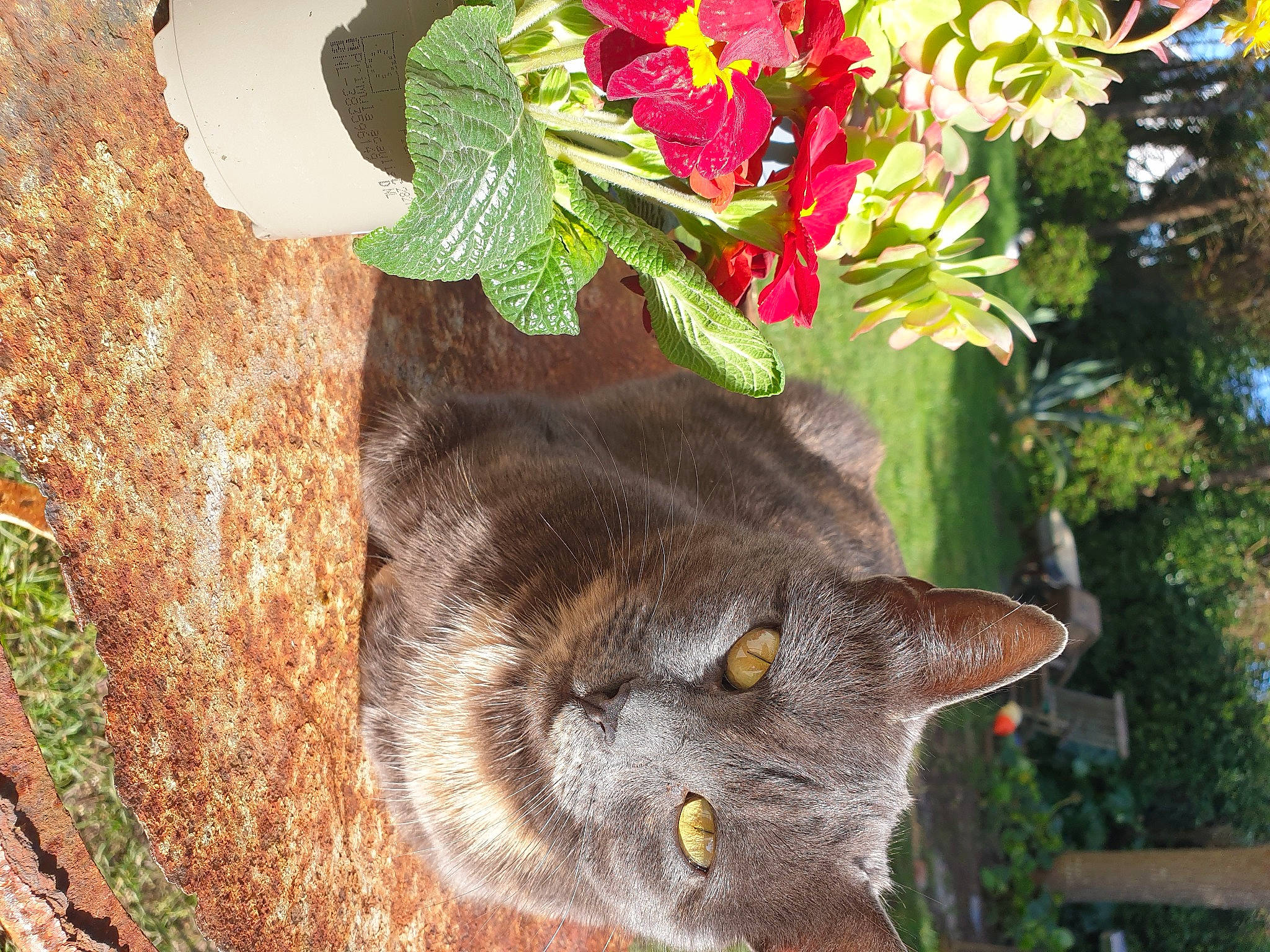 Kaya a rejoint le concours — aidez-le/la à gagner de superbes lots ! botany, carnivore, cat, domestic_short_haired_cat, fawn, felidae, flower, fur, grass, leaf, petal, plant, small_to_medium_sized_cats, snout, terrestrial_plant, tree, trunk, whiskers, window, wood