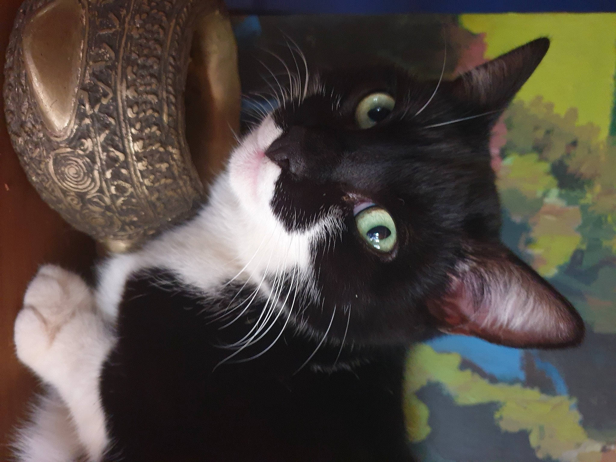 Bouba participe au concours pour gagner de l'argent avec cette photo : black_cat, carnivore, cat, claw, domestic_short_haired_cat, ear, felidae, fur, gesture, paw, plant, small_to_medium_sized_cats, snout, tail, whiskers