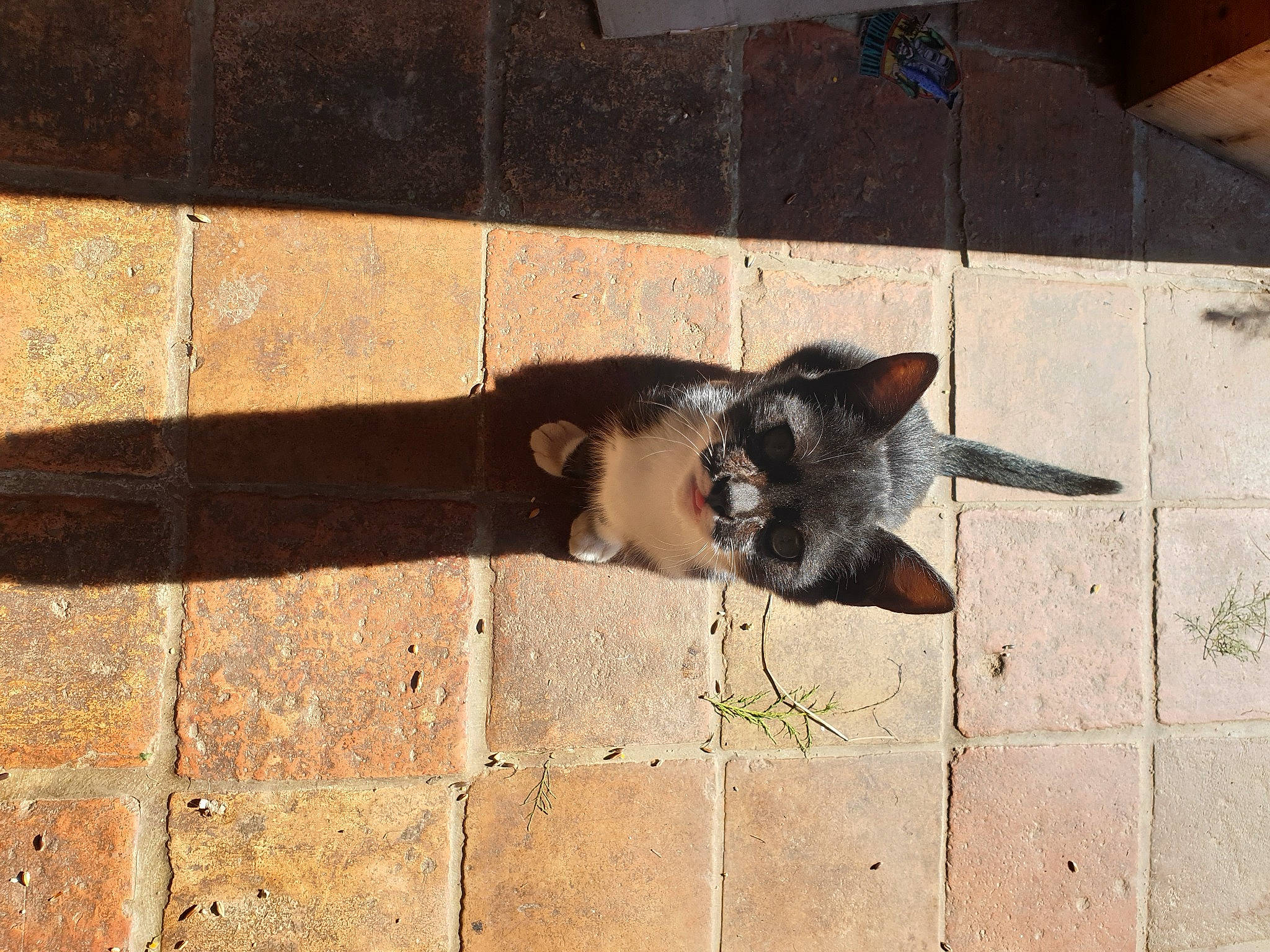 Bouba participe au concours pour gagner de l'argent avec cette photo : brick, brickwork, canidae, carnivore, cat, dog_breed, domestic_short_haired_cat, fawn, felidae, flooring, fur, grey, road_surface, shadow, small_to_medium_sized_cats, snout, tail, tints_and_shades, whiskers, wood