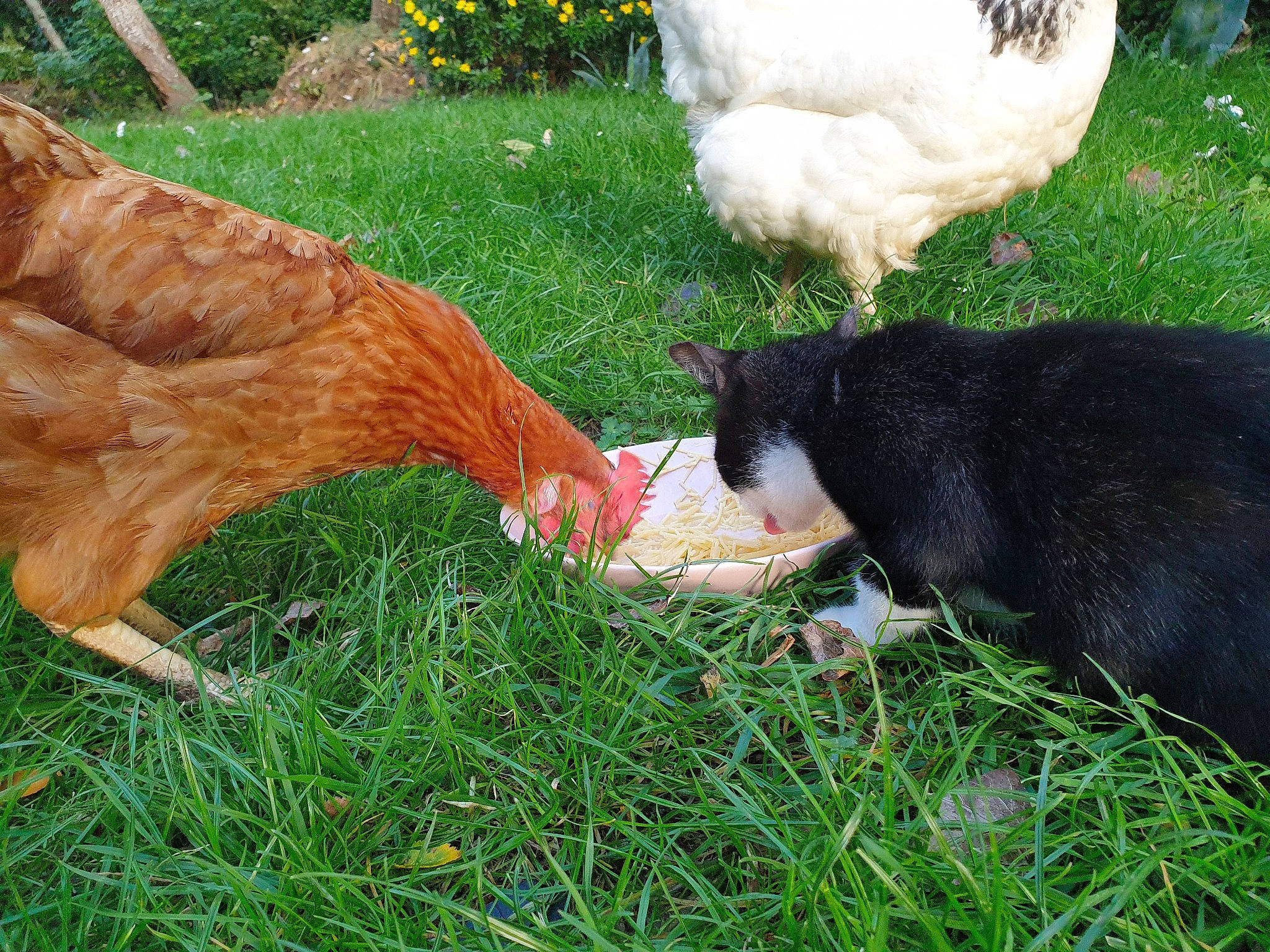 Bouba participe au concours pour gagner de l'argent avec cette photo : carnivore, chicken, companion_dog, dog_breed, fawn, felidae, fur, grass, groundcover, mammal, people_in_nature, phasianidae, plant, small_to_medium_sized_cats, snout, sporting_group, tail, terrestrial_animal, vertebrate, whiskers