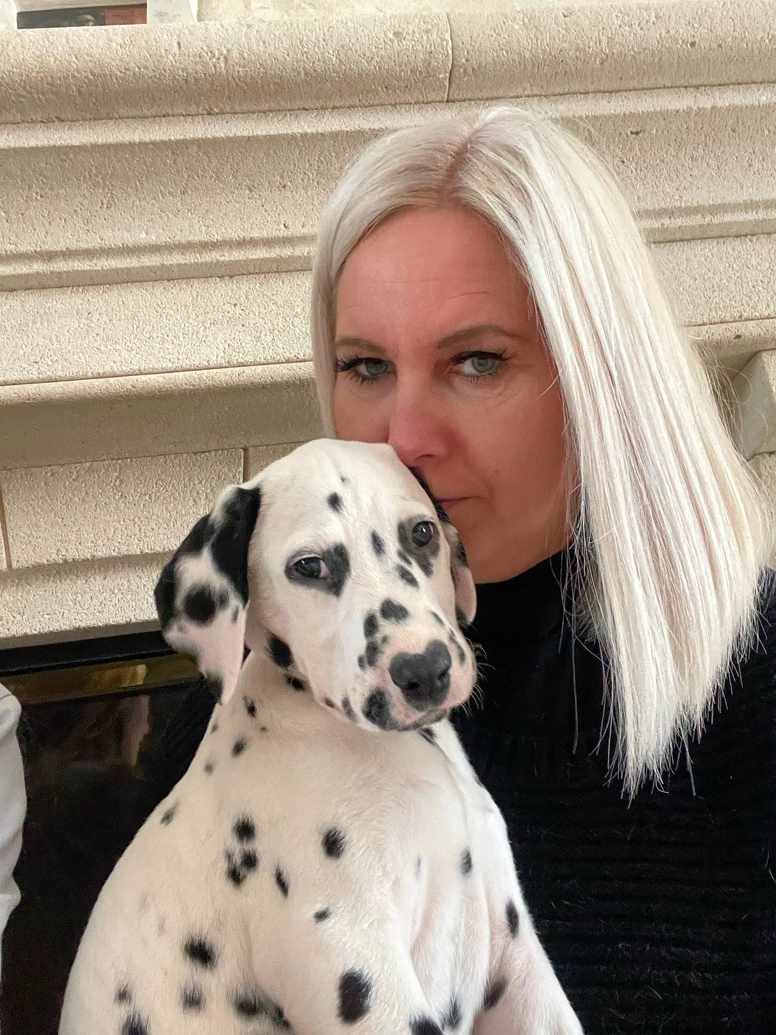 Pongo a rejoint le concours — aidez-le/la à gagner de superbes lots ! canidae, carnivore, collar, companion_dog, dalmatian, dog, dog_breed, dog_collar, fashion_design, fawn, fur, guard_dog, happy, head, non_sporting_group, snout, sporting_group, terrestrial_animal, white, working_animal