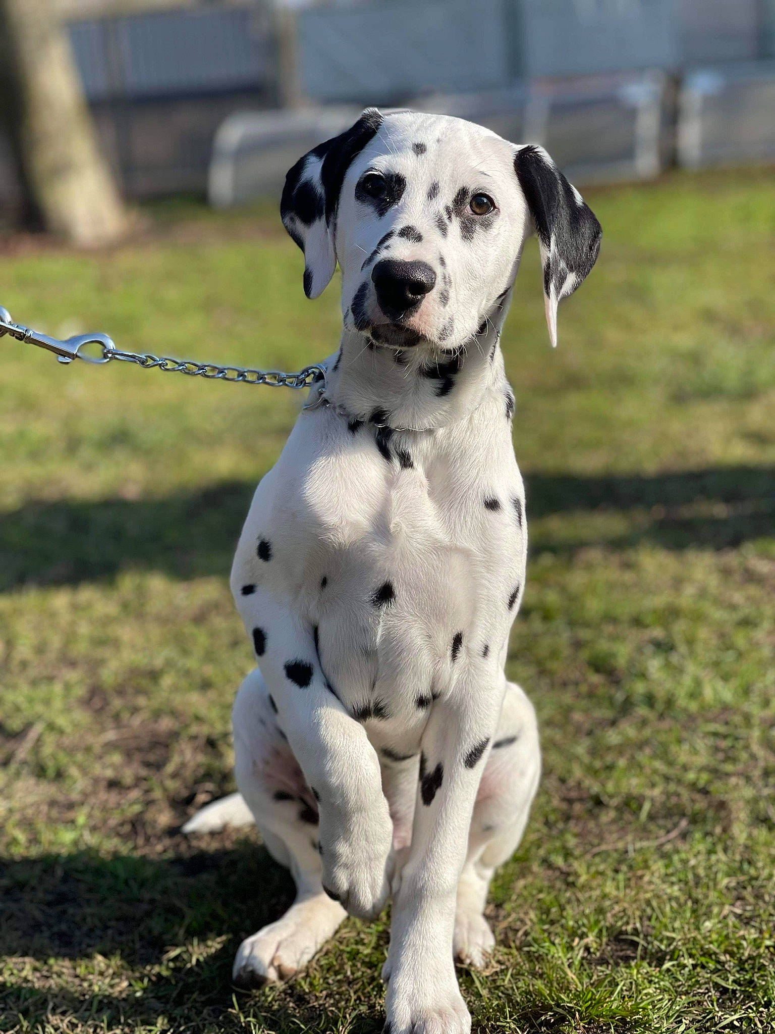 Pongo a rejoint le concours — aidez-le/la à gagner de superbes lots ! canidae, carnivore, collar, companion_dog, dalmatian, dog, dog_breed, dog_collar, dog_supply, fawn, grass, hunting_dog, non_sporting_group, pet_supply, plant, snout, sporting_group, terrestrial_animal, working_animal, working_dog