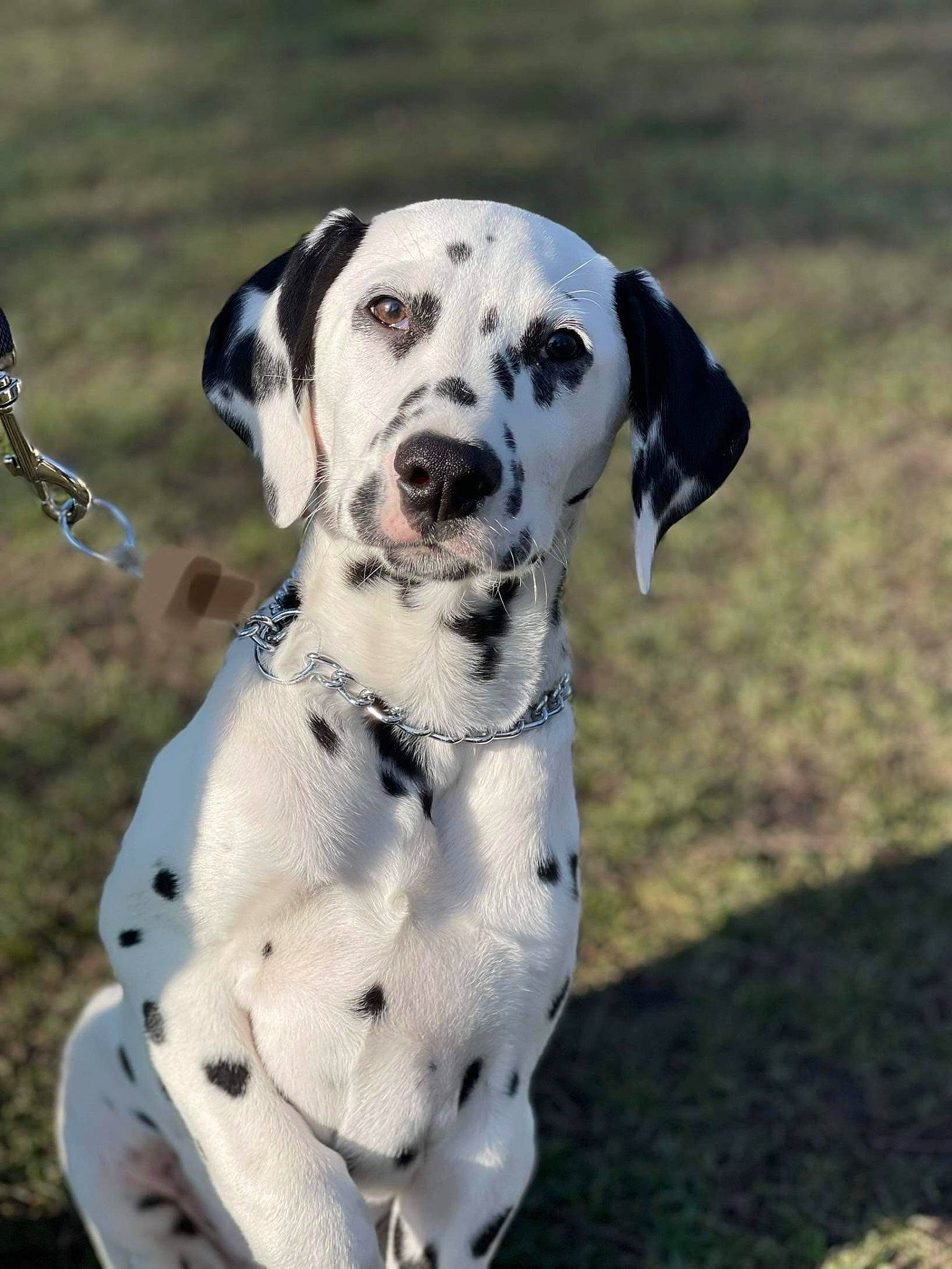 Pongo participe au concours pour gagner de l'argent avec cette photo : canidae, carnivore, collar, companion_dog, dalmatian, dog, dog_breed, dog_collar, dog_supply, fawn, grass, hunting_dog, non_sporting_group, pet_supply, snout, sporting_group, terrestrial_animal, working_animal