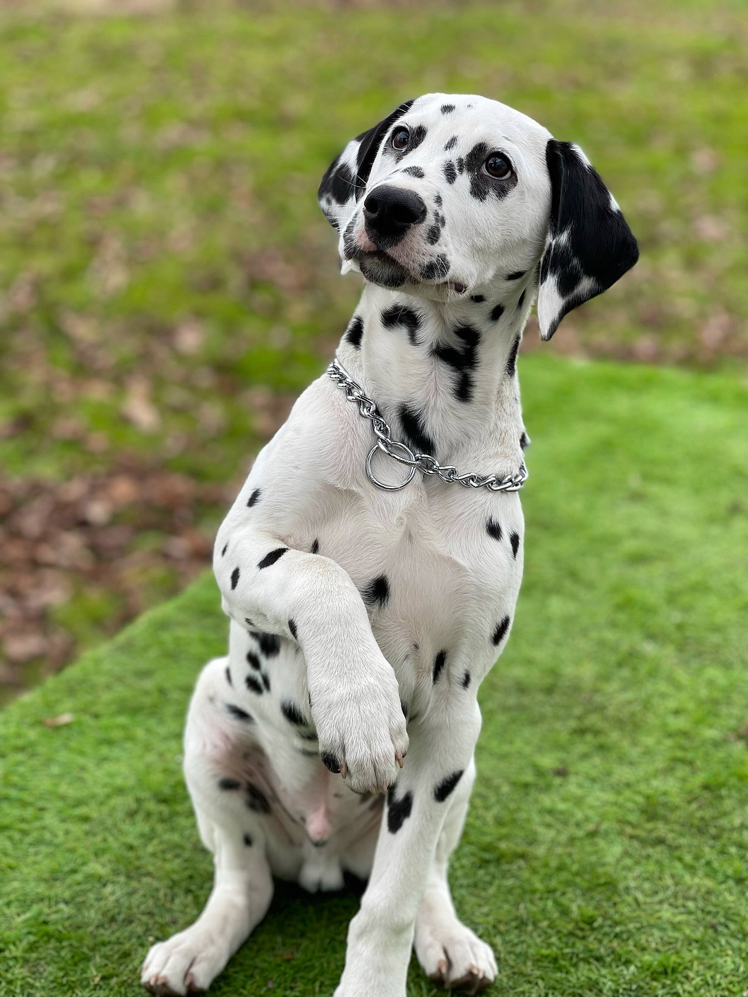 Pongo a rejoint le concours — aidez-le/la à gagner de superbes lots ! carnivore, collar, companion_dog, dalmatian, dog, dog_breed, dog_collar, dog_supply, grass, hunting_dog, non_sporting_group, paw, snout, sporting_group, terrestrial_animal, whiskers, working_animal, working_dog