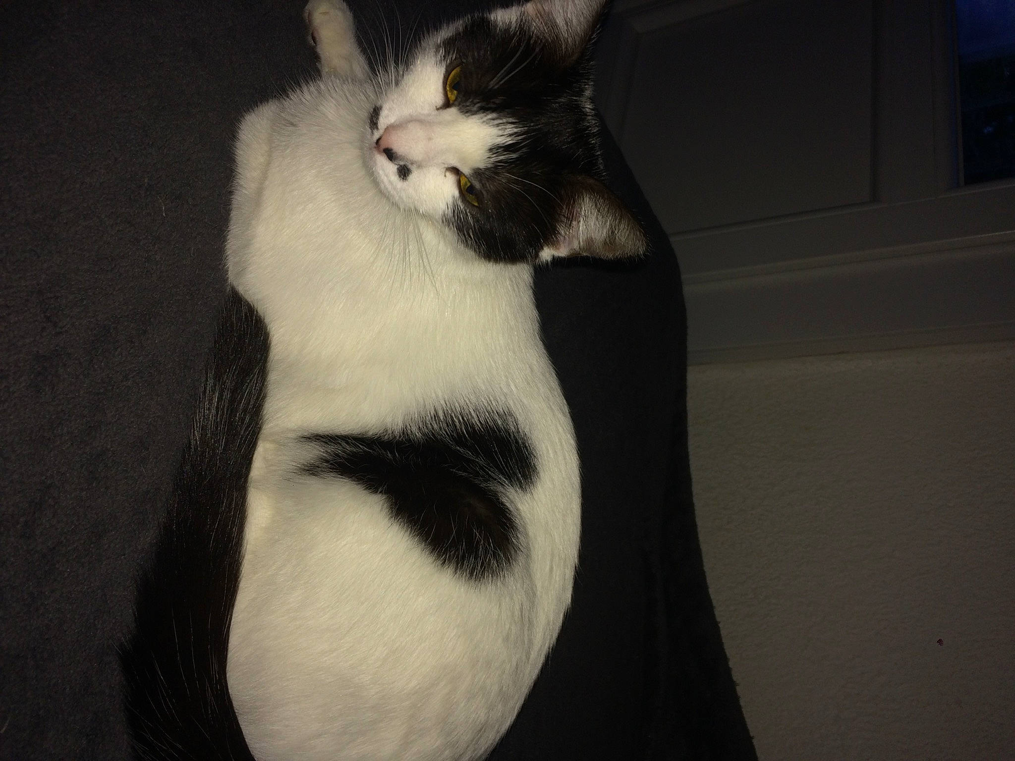 Ruby a rejoint le concours — aidez-le/la à gagner de superbes lots ! carnivore, cat, claw, comfort, darkness, domestic_short_haired_cat, ear, felidae, foot, formal_wear, fur, gesture, monochrome, monochrome_photography, paw, shadow, small_to_medium_sized_cats, snout, tail, whiskers