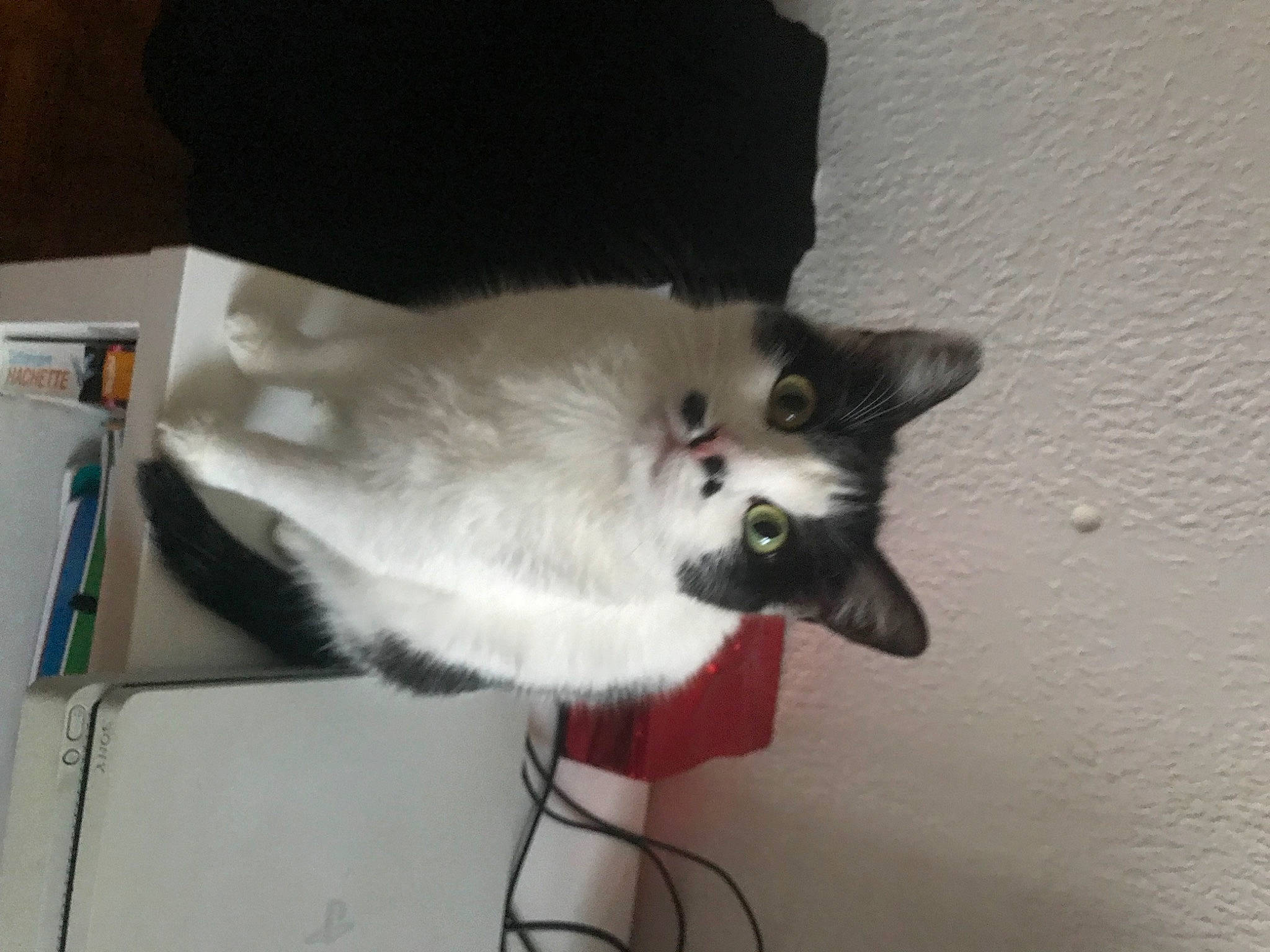 Ruby participe au concours pour gagner de l'argent avec cette photo : box, cardboard, carnivore, cat, domestic_short_haired_cat, felidae, fur, grey, hardwood, paw, small_to_medium_sized_cats, snout, tail, whiskers