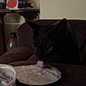 Bart joined the competition — help win amazing prizes! animal, black_cat, cat, couch, curious, dark, dish, ears, eyes, food, funny, home, indoor, licking, pet, plate, portrait, table, tongue, whiskers