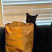 Bart is registered to the contest to win money with this photo: animal, black_cat, cat, cozy, crumpled_paper, feline, funny, grocery_bag, indoors, living_room, paper_bag, peeking, pet, portrait, shopping_bag, sitting, sofa, striped_bag, window, window_blinds