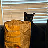 animal, black_cat, cat, cozy, crumpled_paper, feline, funny, grocery_bag, indoors, living_room, paper_bag, peeking, pet, portrait, shopping_bag, sitting, sofa, striped_bag, window, window_blinds