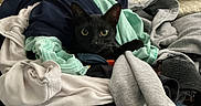 Bart joined the competition — help win amazing prizes! animal, bed, bedroom, black_cat, blanket, cat, clothes, clothing, ears, fabric, face, feline, green_eyes, indoors, laundry, messy, pet, portrait, whiskers, window