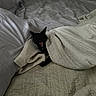 Bart is registered to the contest to win money with this photo: animal, bed, bedding, bedroom, black_dog, black_fur, blanket, blanket_fort, cozy, cuddly, cute, dog, ears, indoors, open_mouth, pet, portrait, quilt, sleeping, small_dog