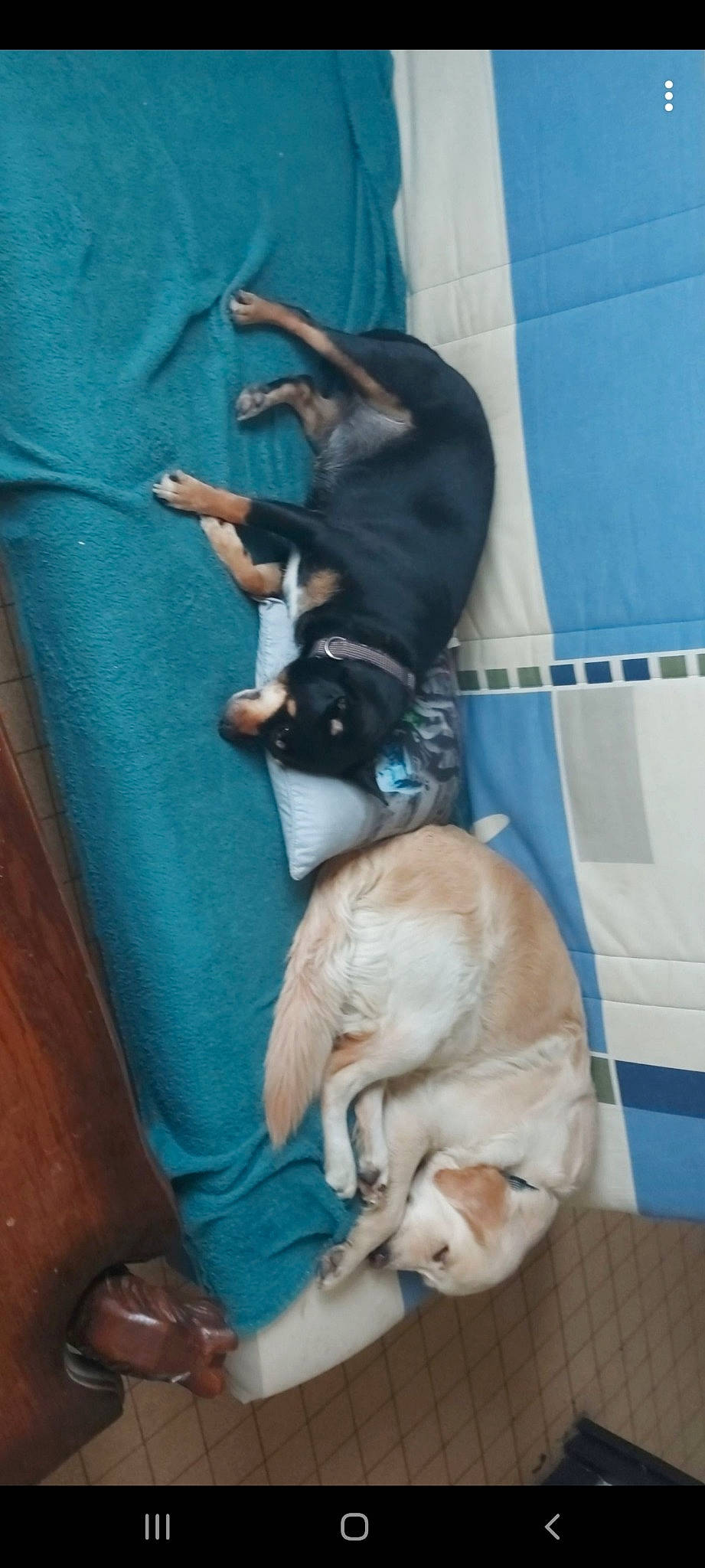 Locky a rejoint le concours — aidez-le/la à gagner de superbes lots ! canidae, carnivore, companion_dog, dog, dog_breed, fawn, puppy, snout, sporting_group