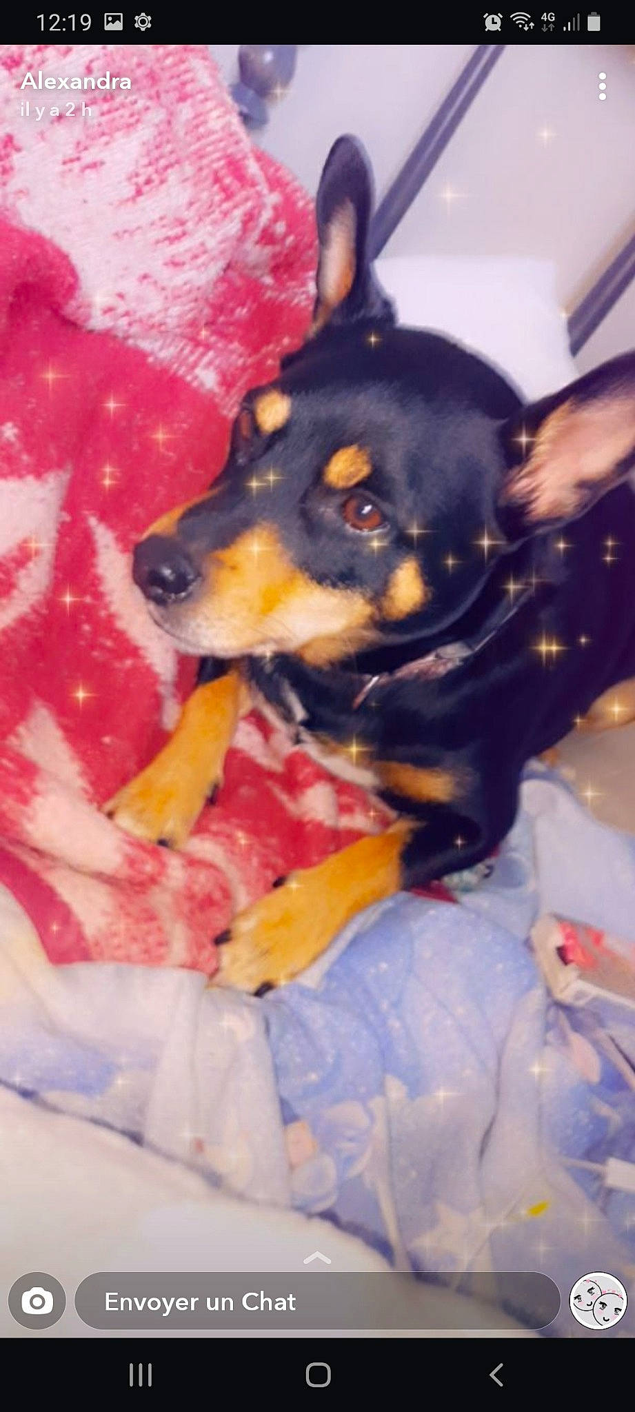 Locky a rejoint le concours — aidez-le/la à gagner de superbes lots ! canidae, carnivore, chihuahua, dog, dog_breed, english_toy_terrier, german_pinscher, manchester_terrier, miniature_pinscher, pinscher, prazsky_krysarik, puppy, rat_terrier, rottweiler, russkiy_toy, snout, toy_dog, toy_manchester_terrier