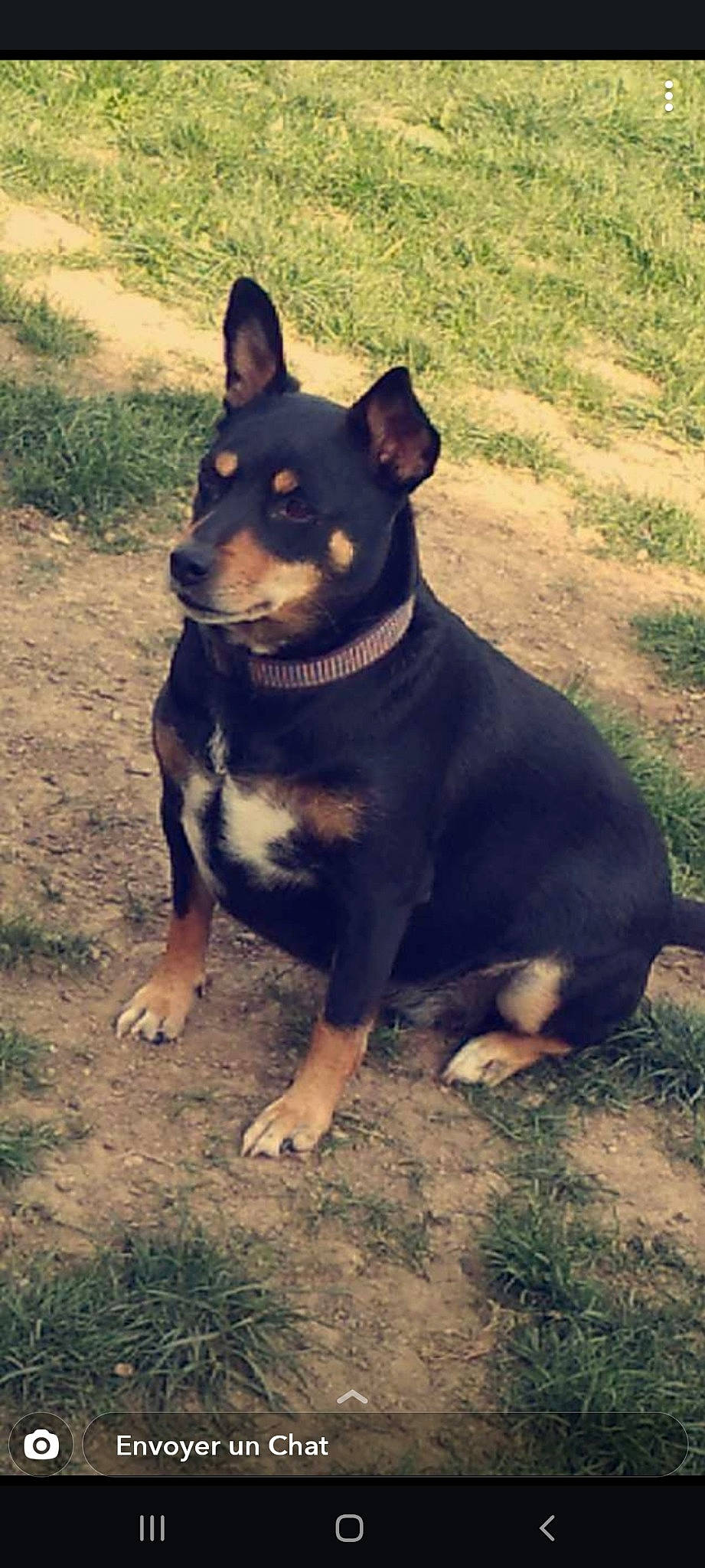 Amour a rejoint le concours — aidez-le/la à gagner de superbes lots ! australian_kelpie, black_and_tan_terrier, canidae, carlin_pinscher, carnivore, companion_dog, dog, dog_breed, english_toy_terrier, lancashire_heeler, mammal, miniature_pinscher, rare_breed_dog, vertebrate