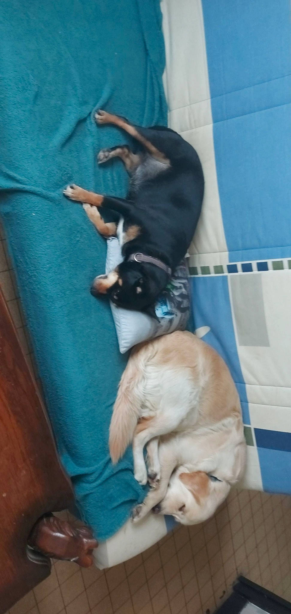 Amour participe au concours pour gagner de l'argent avec cette photo : beagle, canidae, carnivore, dog, dog_breed, fawn, puppy, sporting_group