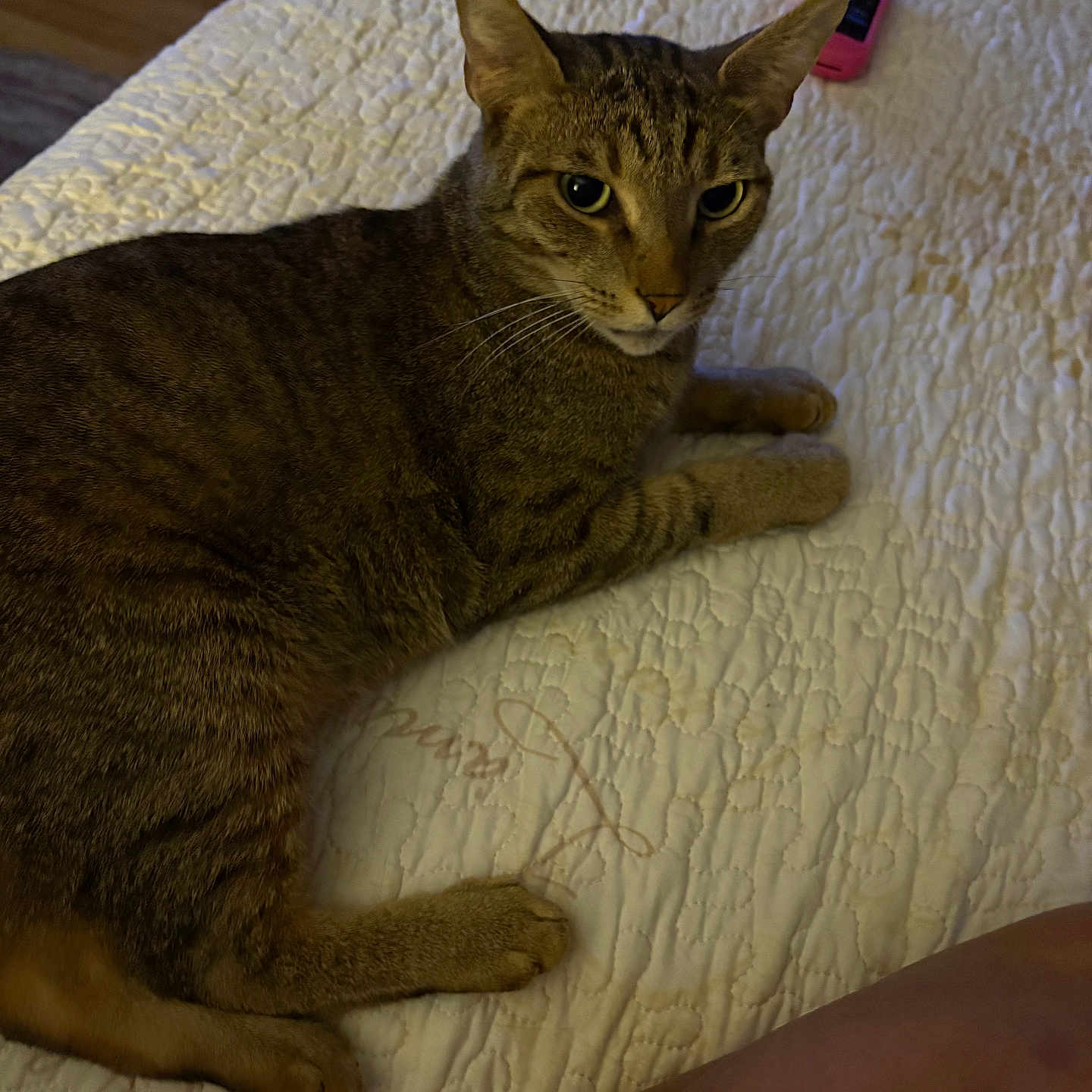 Linus