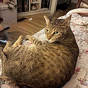 Linus joined the competition — help win amazing prizes! cat, tabby, bedspread, floral_pattern, indoor, furniture, figurines, plush_doll, wood_floor, shelf, relaxed, pet, animal, curious, cozy, home, domestic, resting, looking_back, ears_up