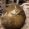 cat, tabby, bedspread, floral_pattern, indoor, furniture, figurines, plush_doll, wood_floor, shelf, relaxed, pet, animal, curious, cozy, home, domestic, resting, looking_back, ears_up