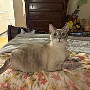 Casper joined the competition — help win amazing prizes! cat, animal, pet, bed, pillow, floral, indoor, furniture, dresser, cozy, wide_eyes, quiet, resting, domestic, mammal, cute, feline, home, room, decor