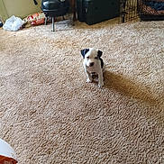 Leaha joined the competition — help win amazing prizes! black_and_white, cage, carpet, cozy, curious, dog, floor, flooring, furniture, grill, household, indoor, pet, pet_crate, plastic_bag, puppy, room, small, snack_bag, toy