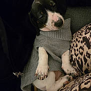 Dotti is registered to the contest to win money with this photo: puppy, dog, sleeping, sweater, cozy, cute, pet, animal, indoor, blanket, pattern, leopard_print, white_paws, black_fur, relaxed, resting, small, young, adorable, snuggly
