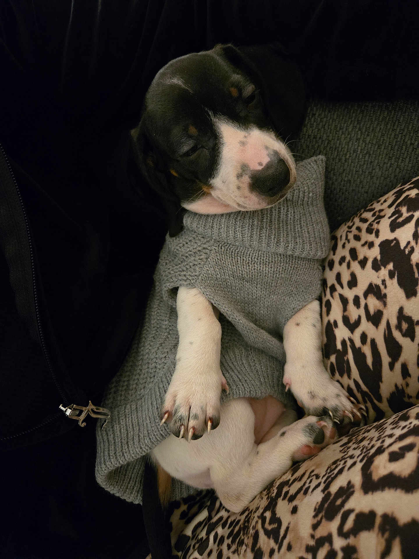 Dotti is registered to the contest to win money with this photo: puppy, dog, sleeping, sweater, cozy, cute, pet, animal, indoor, blanket, pattern, leopard_print, white_paws, black_fur, relaxed, resting, small, young, adorable, snuggly