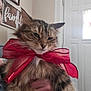 Stella joined the competition — help win amazing prizes! cat, fluffy, red_bow, pet, indoor, person_hand, home, door, wall_art, feline, animal, fur, tabby, whiskers, close_up, cute, domestic, portrait, holding, relaxed