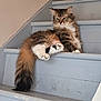 Stella joined the competition — help win amazing prizes! alert, animal, cat, cute, domestic_cat, feline, fluffy_tail, fur, green_eyes, house, indoor, long_tail, paw, pet, relaxed, resting, stairs, step, tabby, whiskers