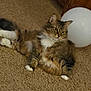 animal, balloon, brown, carpet, cat, companionship, cozy, cute, domestic, feline, fluffy, fur, indoor, laying, paws, pet, relaxed, tabby, whiskers, white