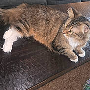 Stella is registered to the contest to win money with this photo: animal, carpet, cat, colorful_toy, curious, domestic_animal, ears, feline, fluffy, fur, indoor, living_room, pet, resting, tabby, table, toy, whiskers, white_paws, wooden_table