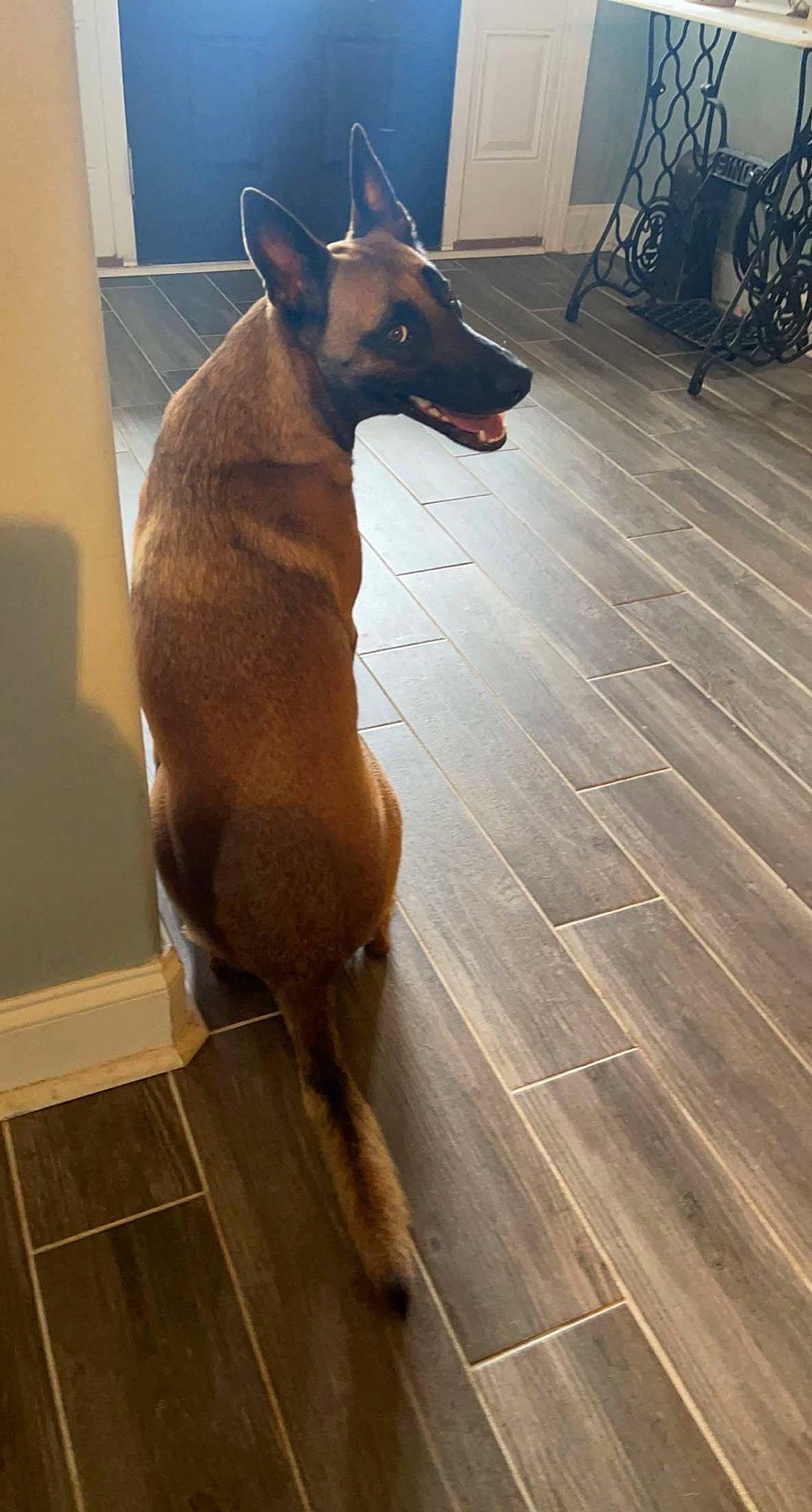 Mazikeen joined the competition — help win amazing prizes! brown, carnivore, companion_dog, dog, dog_breed, door, fawn, floor, flooring, hardwood, liver, pet_supply, plank, snout, tail, terrestrial_animal, whiskers, window, wood, working_animal