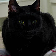 Fluffy joined the competition — help win amazing prizes! animal, black_cat, cat, closeup, cozy, cute, dim_light, domestic_animal, ears, eyes, feline, fur, indoor, lying_down, mammal, pet, portrait, resting, soft_surface, whiskers