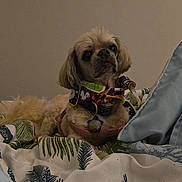 Coco joined the competition — help win amazing prizes! dog, pet, bandana, collar, blanket, bed, indoor, fur, animal, cute, resting, small_dog, accessory, tag, calm, cozy, light, pattern, fabric, relaxed