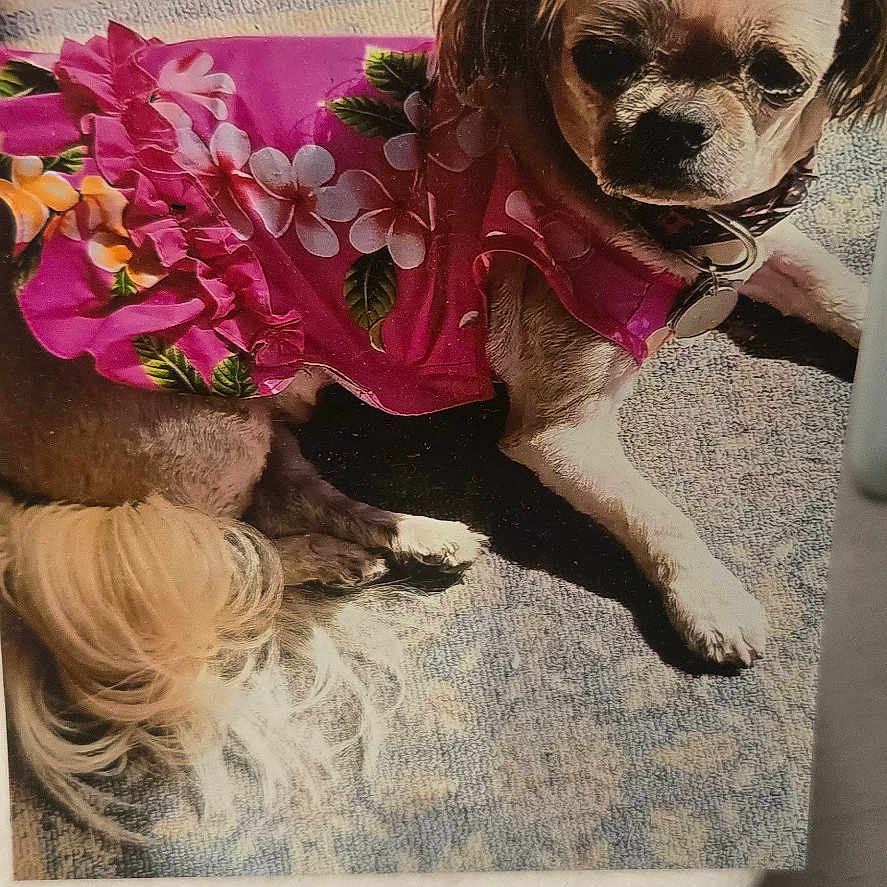 Coco is registered to the contest to win money with this photo: adorable, animal, canine, collar, costume, cute, dog, domestic_animal, floral_pattern, fur, indoor, paw, pet, pink_dress, resting, rug, shadow, small_dog, sunlight, tuft_of_hair