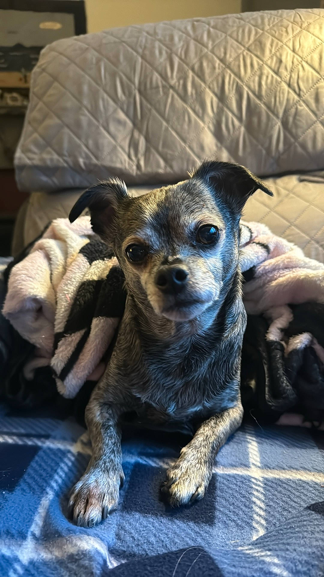 Riley joined the competition — help win amazing prizes! canidae, carnivore, chihuahua, comfort, companion_dog, corgi_chihuahua, couch, dog, dog_breed, fawn, fur, paw, pillow, puppy, snout, sporting_group, terrestrial_animal, toy_dog, whiskers, working_animal