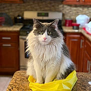 Scip is registered to the contest to win money with this photo: appliances, cabinet, cat, countertop, cute, domestic, feline, fluffy_cat, fur, granite, gray_and_white, home, indoor, kitchen, looking_at_camera, pet, plastic_bag, sitting, stove, yellow_bag