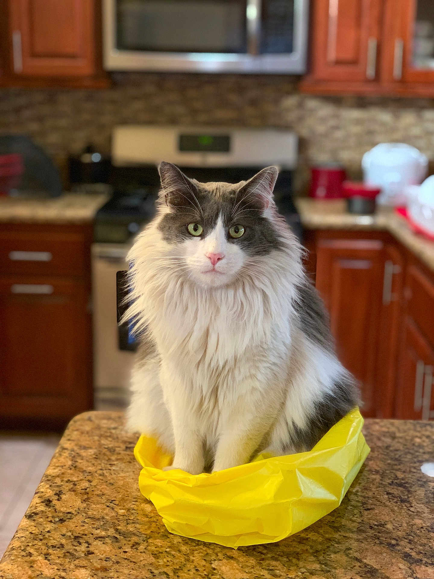 Scip is registered to the contest to win money with this photo: appliances, cabinet, cat, countertop, cute, domestic, feline, fluffy_cat, fur, granite, gray_and_white, home, indoor, kitchen, looking_at_camera, pet, plastic_bag, sitting, stove, yellow_bag